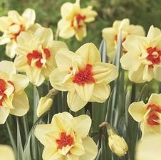 Daffodil double 'Double Fashion'