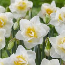 Daffodil double 'White Lion'