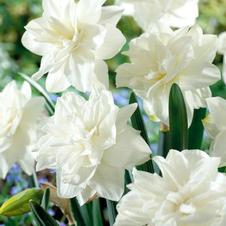 Daffodil double 'White Medal'