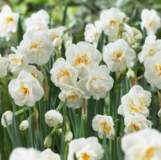 Daffodil bunch flowering 'Bridal Crown'