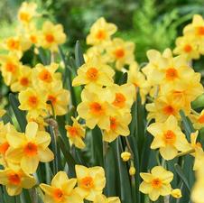 Daffodil bunch flowering 'Martinette'