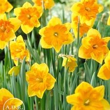 Daffodil butterfly 'Mondragon'