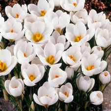 Crocus species 'Ard Schenk'