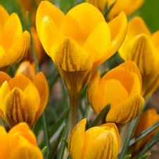 Crocus species 'Dorothy'