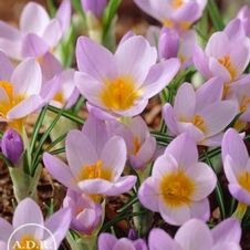 Crocus species 'Firefly'
