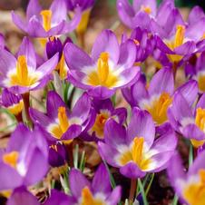 Crocus species 'Tricolor'