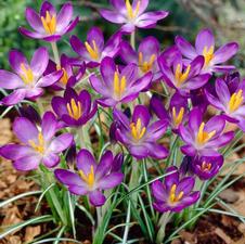 Crocus species 'Whitewell Purple'