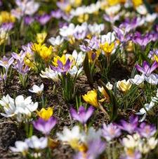 Crocus species 'Botanical Mixture'