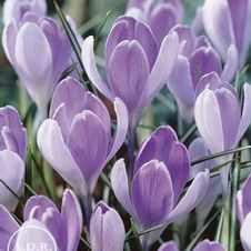 Crocus large flowering 'Vanguard'