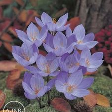 Crocus autumn flowering 'Speciosus'