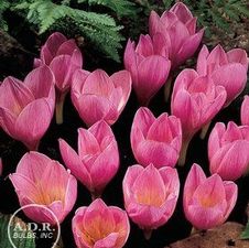 Crocus autumn flowering 'Zonatus'