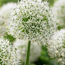 Allium giant 'Mont Blanc'