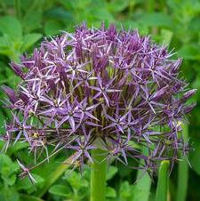 Allium tall 'Christophii'