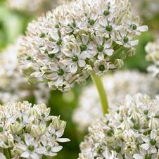 Allium tall 'Multibulbosum'