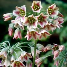 Allium tall 'Nectaroscordum'