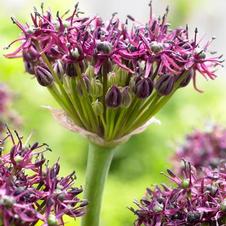 Allium miniature 'Atropurpureum'