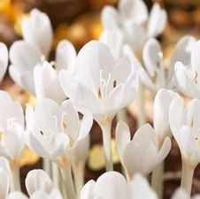 Colchicum Autumnale 'Album'