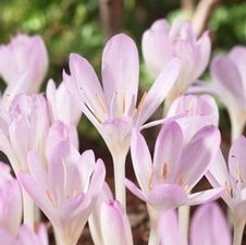 Colchicum Lilac Wonder