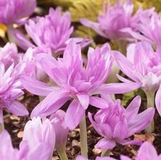 Colchicum Waterlily