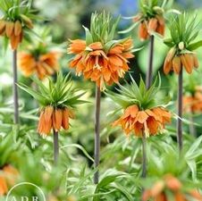 Fritillaria imperialis 'Aurora'