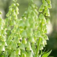 Fritillaria Persica Ivory Bells