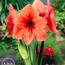 Amaryllis Dutch 'Desire'
