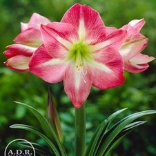 Amaryllis Dutch 'Exposure'