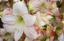 Amaryllis Dutch 'President Johnson'
