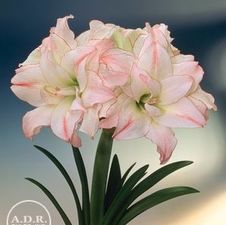 Amaryllis Dutch 'Aphrodite'