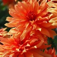 Dahlia bedding 'Autumn Fairy'