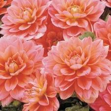 Dahlia bedding 'Berliner Kleene'