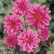 Dahlia bedding 'Fascination'
