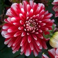 Dahlia bedding 'Little Tiger'