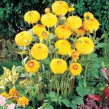 Dahlia ball 'Sunny Boy'