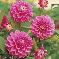 Dahlia ball 'Peter'