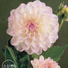 Dahlia ball 'Eveline'