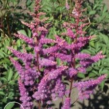 Astilbe Amethyst