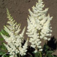 Astilbe Diamond