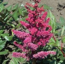 Astilbe Red Cattleya
