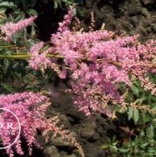 Astilbe America