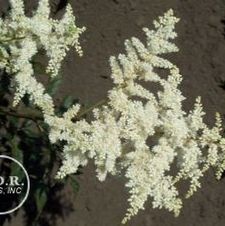 Astilbe Bridal Veil