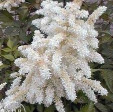 Astilbe Deutschland