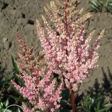Astilbe Erica