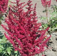 Astilbe Glow
