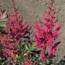 Astilbe Granaat