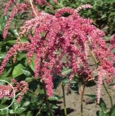 Astilbe Ostrich Plume