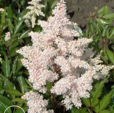 Astilbe Peach Blossom
