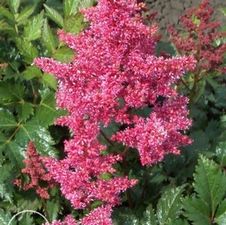 Astilbe Bonn