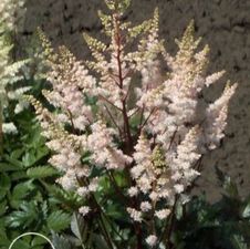Astilbe Bumwalda simplicifolia