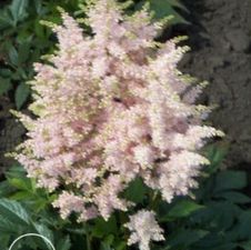 Astilbe Europa